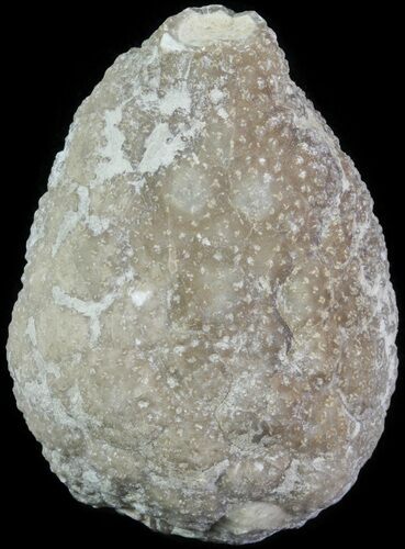 Cystoid (Holocystites) Fossil - Indiana #61960